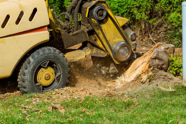 Best Fruit Tree Pruning  in Pacific City, OR