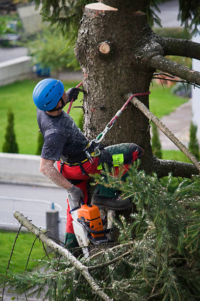 Best Firewood Processing and Delivery  in Pacific City, OR